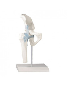 Erler Zimmer, modello... 2