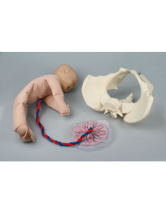 Erler Zimmer, Pelvi... 2