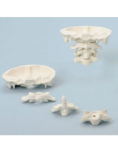 Erler Zimmer, modello di...