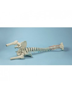 Erler Zimmer, modello di...