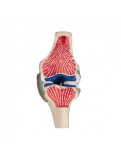 Erler Zimmer, Sezione...