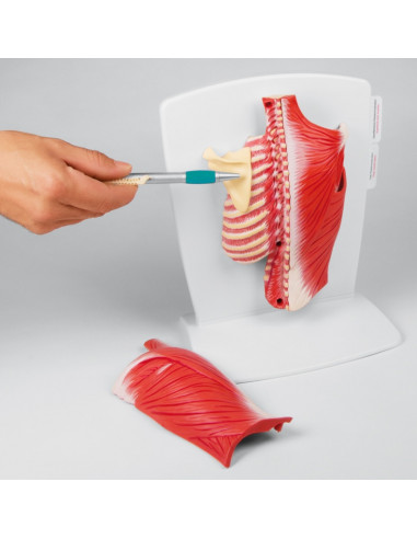 Erler Zimmer, muscoli della schiena,...