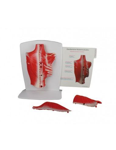 Erler Zimmer, muscoli della schiena,...