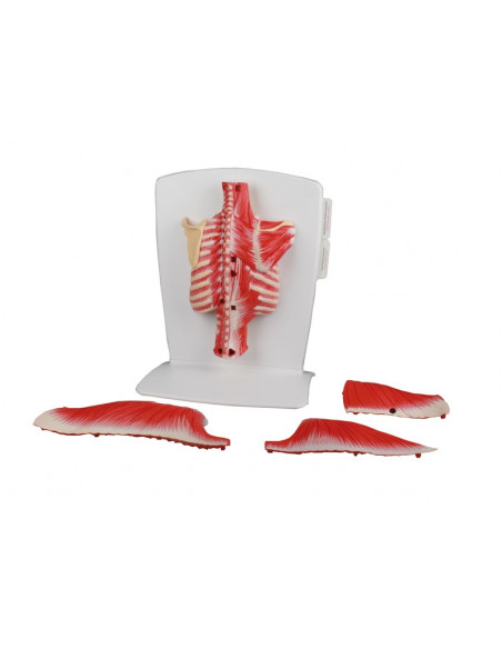 Erler Zimmer, muscoli della schiena, in 4 parti M290