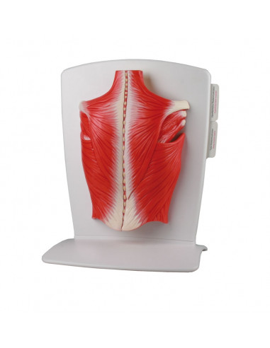 Erler Zimmer, muscoli della schiena,...