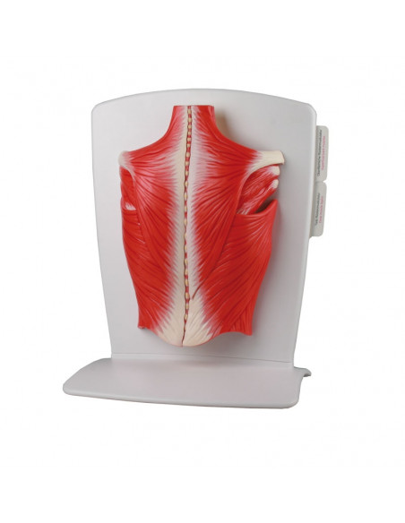 Erler Zimmer, muscoli della schiena, in 4 parti M290