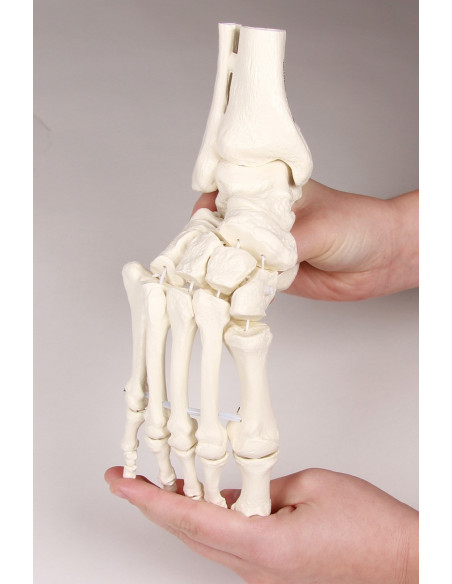 Erler Zimmer, modello anatomico funzionale di articolazione dello scheletro del piede, con tronchi di tibia e perone 6056
