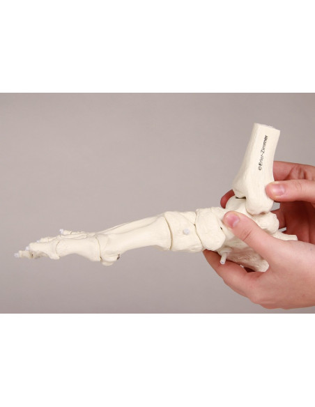 Erler Zimmer, modello anatomico funzionale di articolazione dello scheletro del piede, con tronchi di tibia e perone 6056