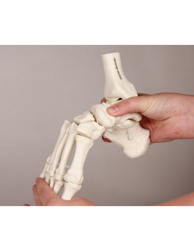 Erler Zimmer, modello anatomico...