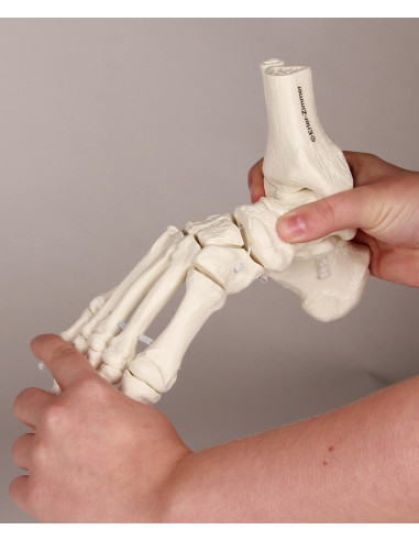 Erler Zimmer, modello anatomico...