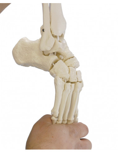 Erler Zimmer, modello anatomico...