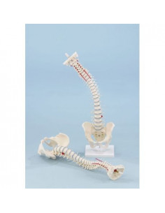 Erler Zimmer, modello di...