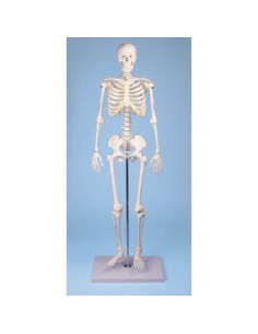 Erler Zimmer, modello di...