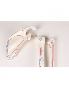 Erler Zimmer, Scheletro...