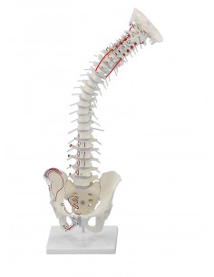 Erler Zimmer, modello di... 2