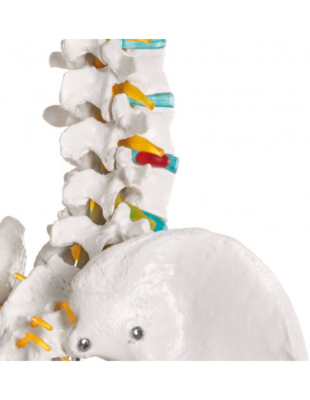 Erler Zimmer, modello di scheletro didattico Oscar, su cavalletto 2960