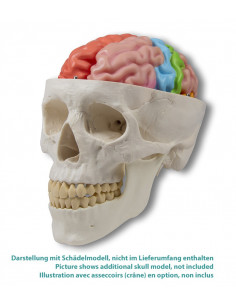 Erler Zimmer, modello... 2