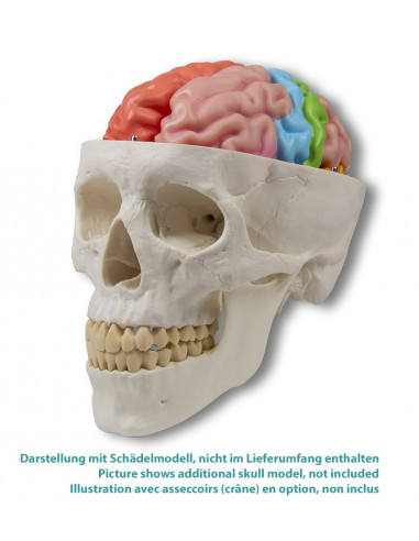 Erler Zimmer, modello funzionale e...