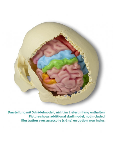 Erler Zimmer, modello funzionale e regioni del cervello, in 5 parti C922