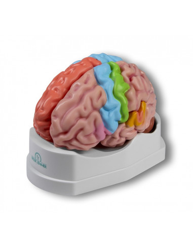 Erler Zimmer, modello funzionale e...