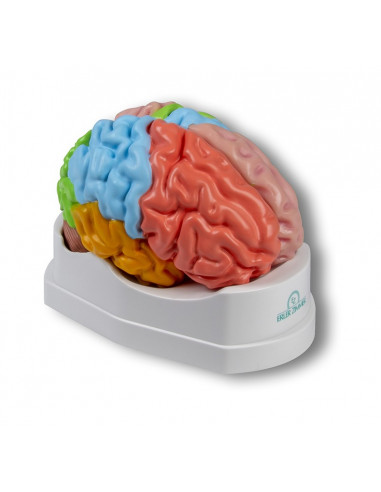 Erler Zimmer, modello funzionale e...