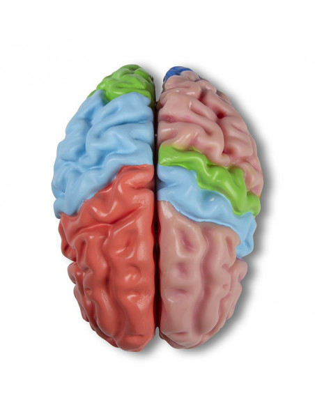 Erler Zimmer, modello funzionale e regioni del cervello, in 5 parti C922