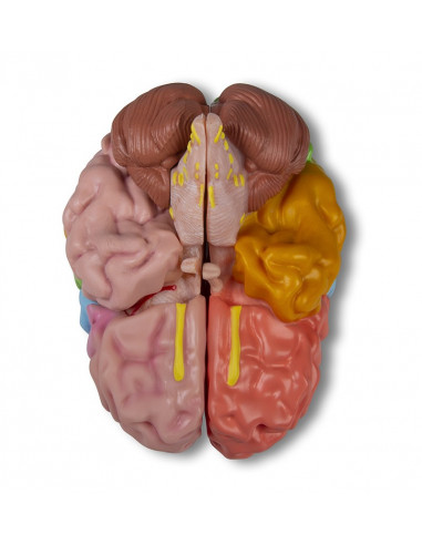 Erler Zimmer, modello funzionale e...