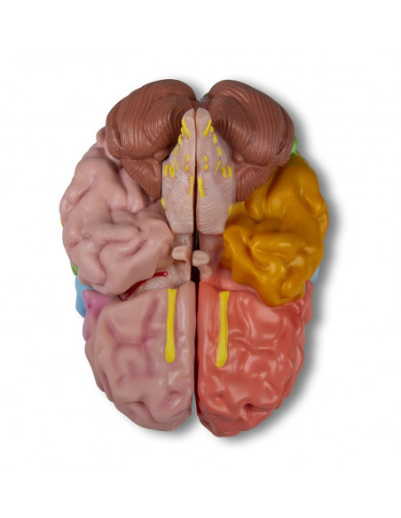 Erler Zimmer, modello funzionale e regioni del cervello, in 5 parti C922