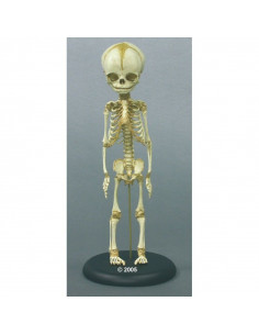 Erler Zimmer, modello di...