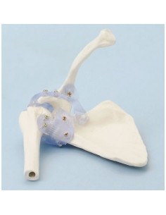 Erler Zimmer, modello...