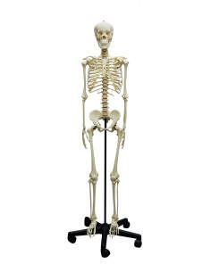 Erler Zimmer, scheletro di...