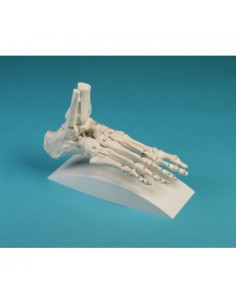 Erler Zimmer, modello di...