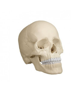 Erler Zimmer, modello di...