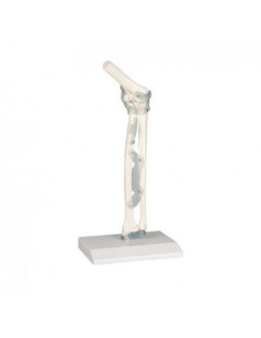 Erler Zimmer, modello...