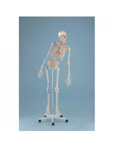 Erler Zimmer, scheletro con...