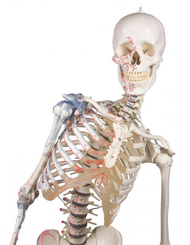 Erler Zimmer, scheletro con colonna...