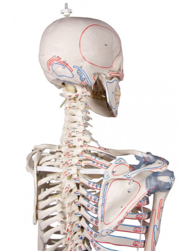 Erler Zimmer, scheletro con colonna...