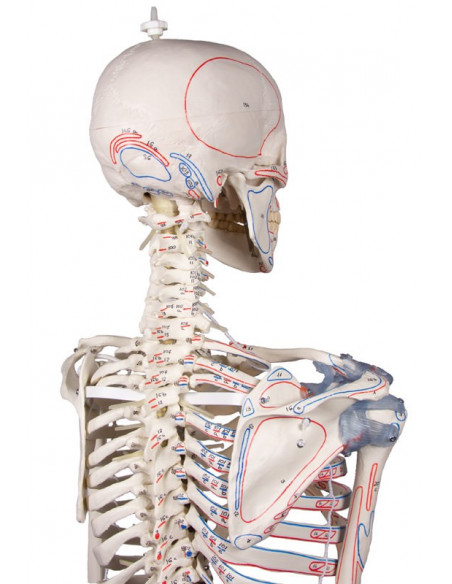 Erler Zimmer, scheletro con colonna vertebrale flessibile, legamenti articolari e marcatura dei muscoli 3016