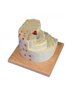 Erler Zimmer, modello...