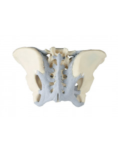 Erler Zimmer, modello... 2