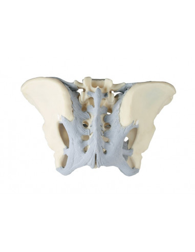 Erler Zimmer, modello anatomico di...