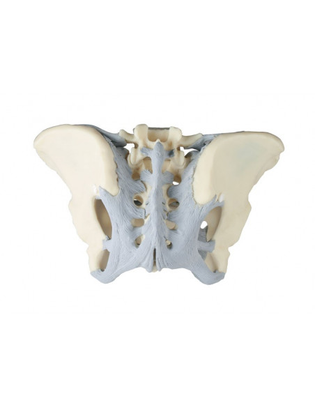 Erler Zimmer, modello anatomico di scheletro del bacino femminile con legamenti 4070L