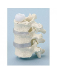 Erler Zimmer, modello...