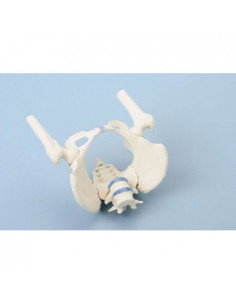 Erler Zimmer, modello...