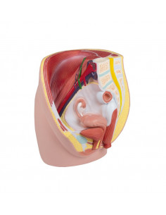 Erler Zimmer, modello... 2