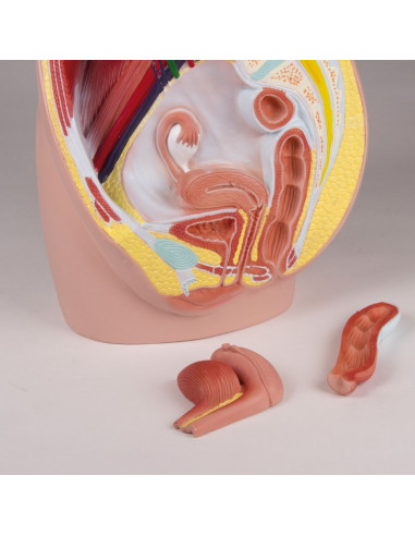 Erler Zimmer, modello anatomico di...