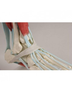 Erler Zimmer, modello...