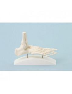 Erler Zimmer, modello...