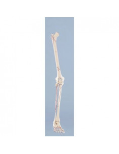 Erler Zimmer, modello...