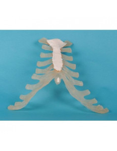 Erler Zimmer, modello...